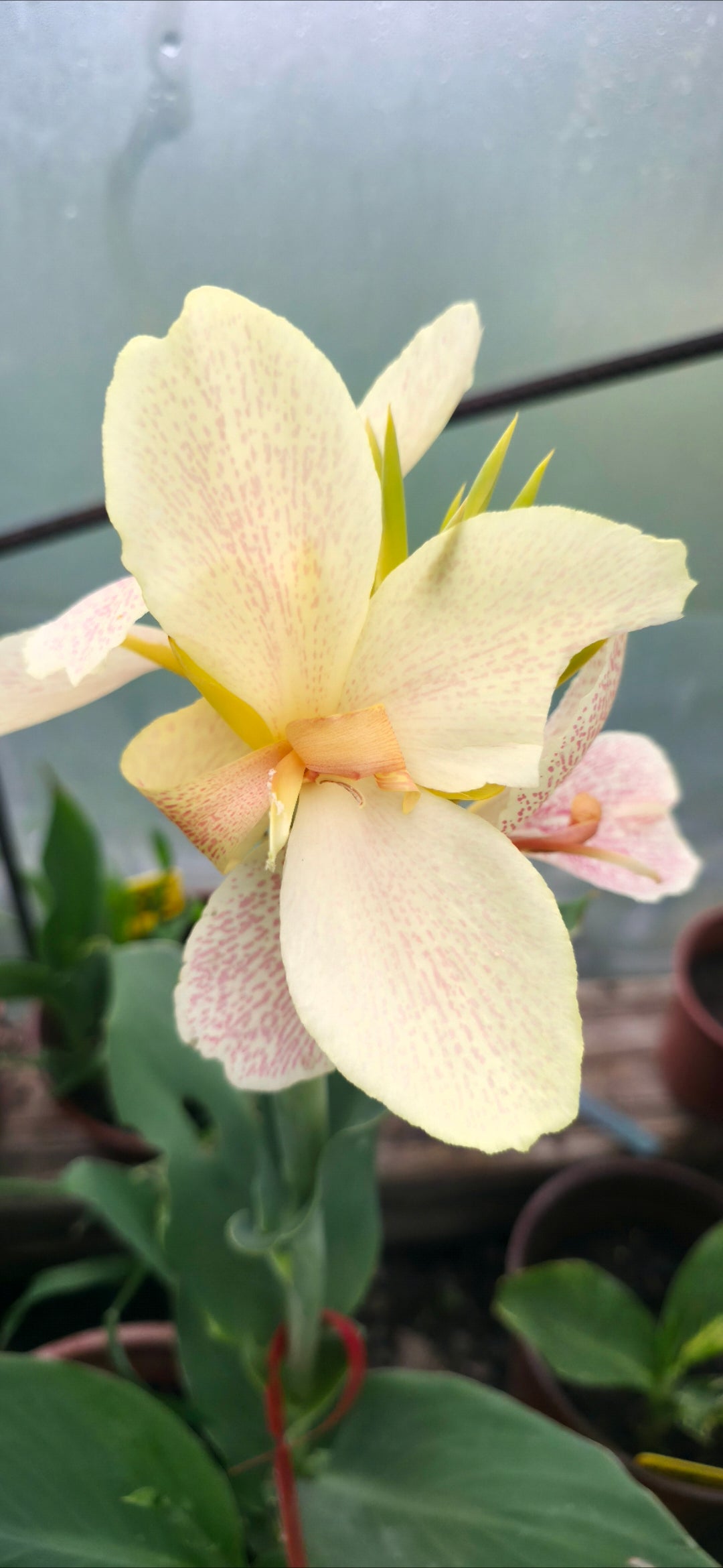 Canna 'Margarites'