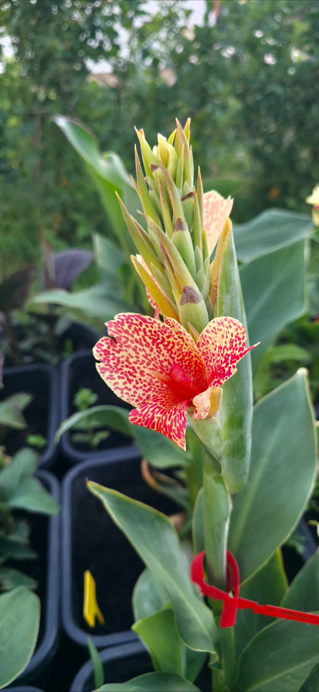 Canna 'Piccolo'