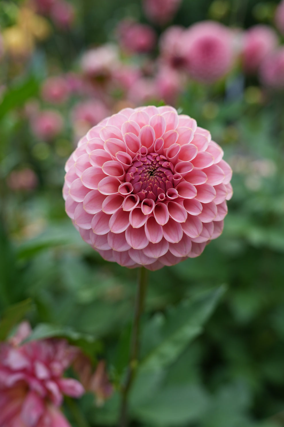 Dahlia 'RM Mauvelous' - rooted cutting