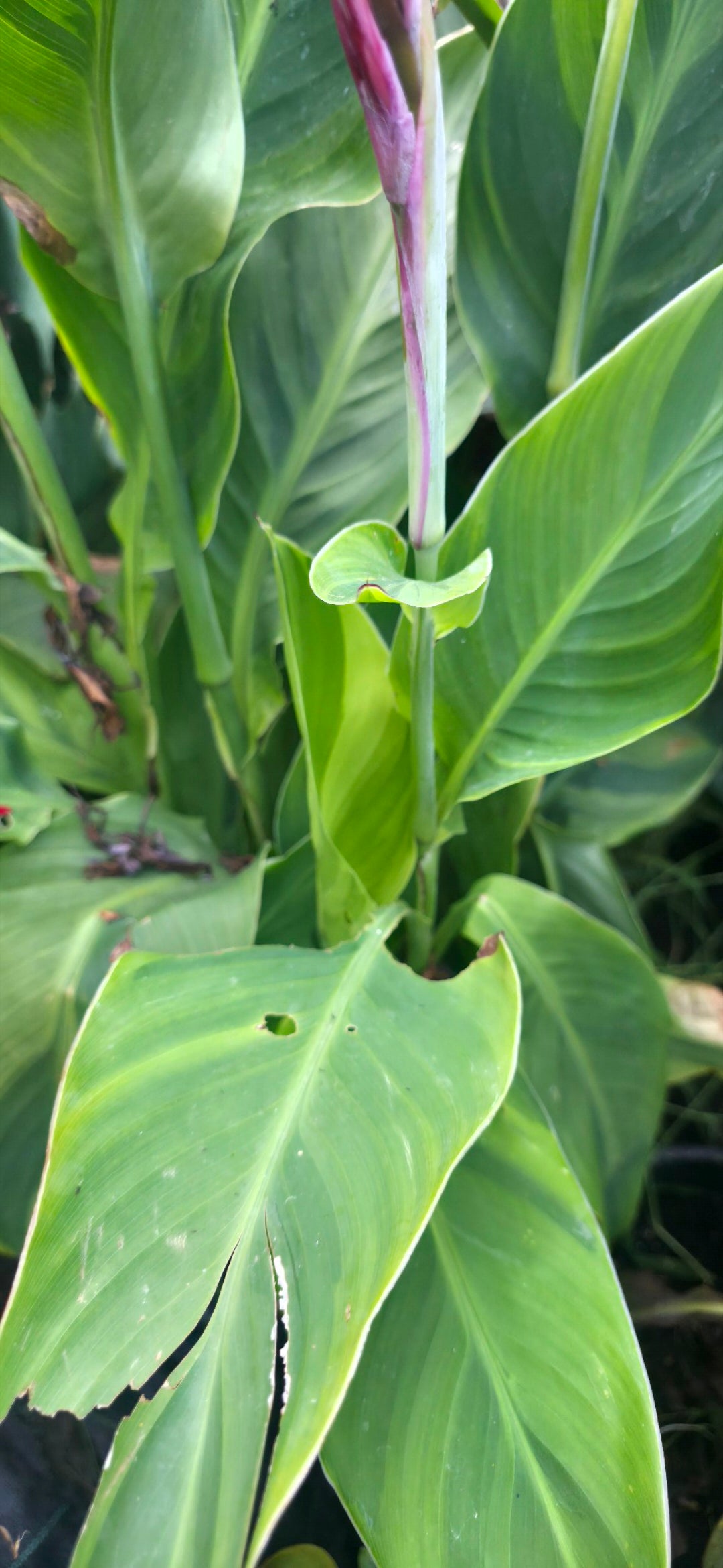 Canna 'Tornado'