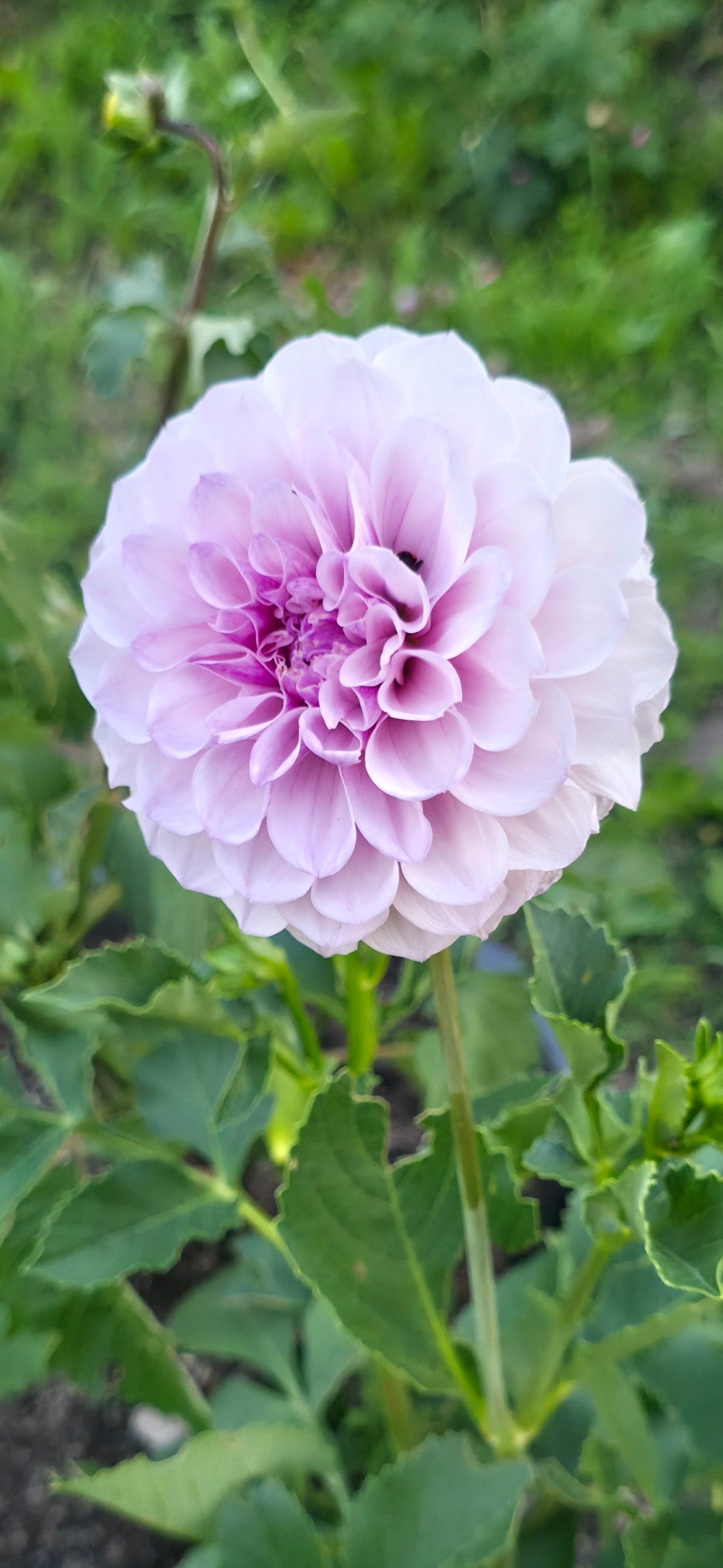 Dahlia 'Jeff Bloom' - rooted cutting