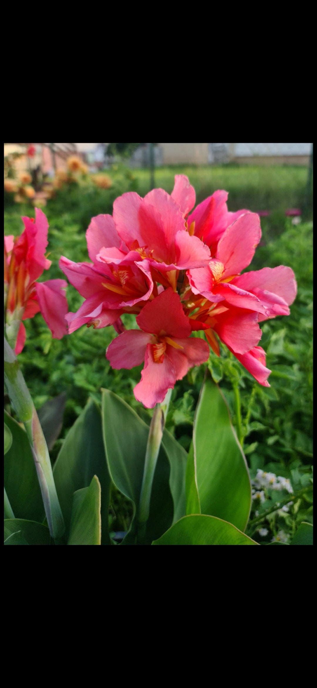 Canna 'Koronka'