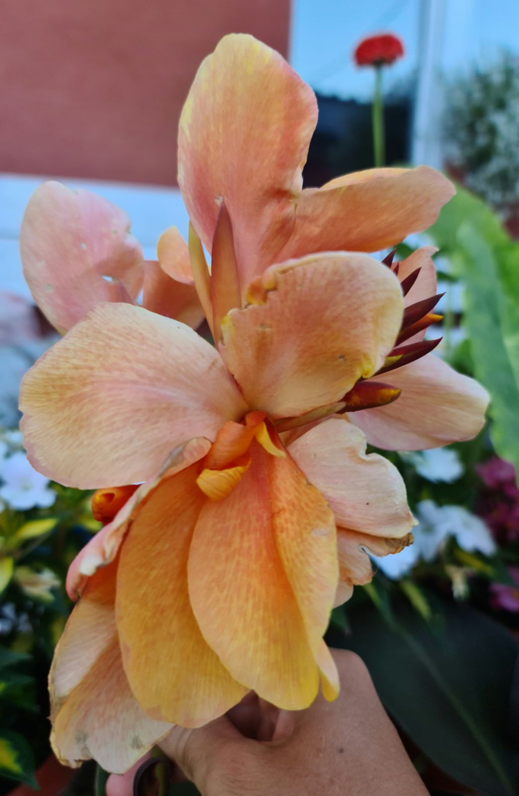 Canna 'Kora'