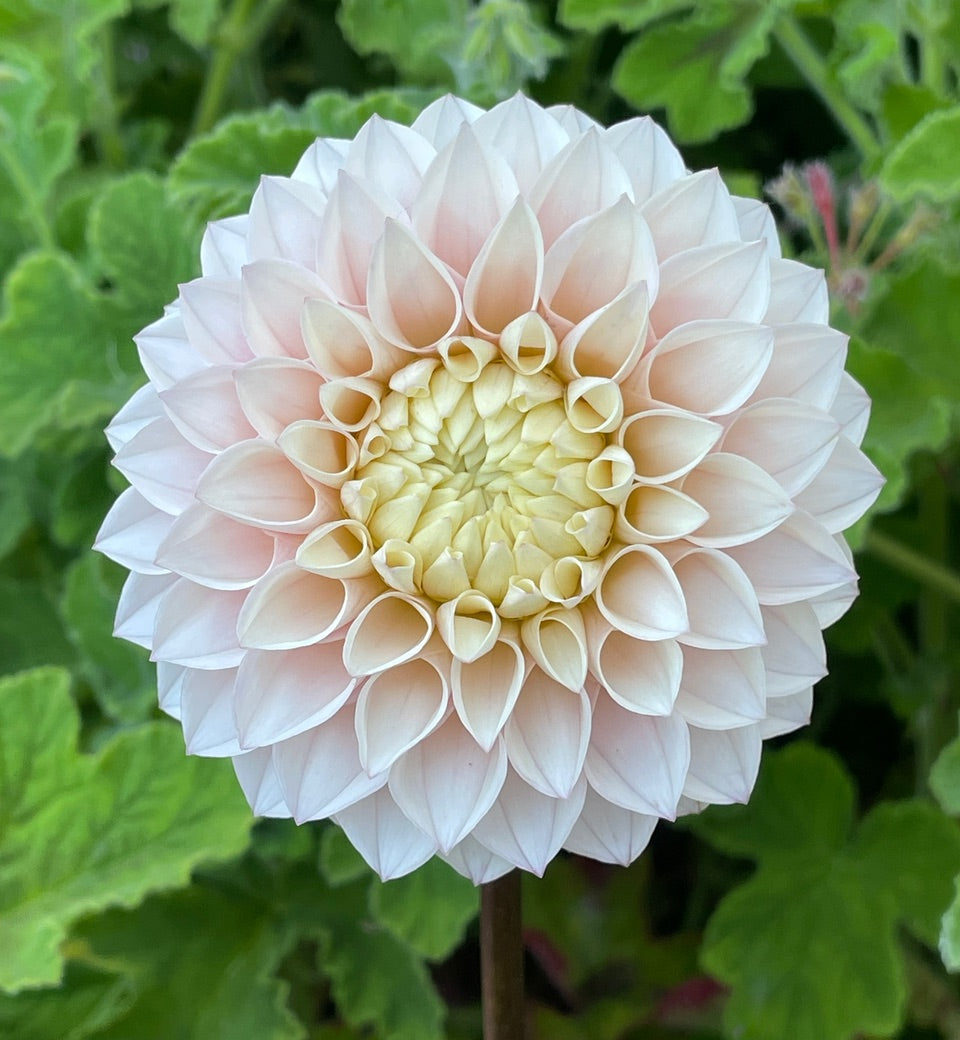 Dahlia 'KA’s® Opal's Cliff' - rooted cutting