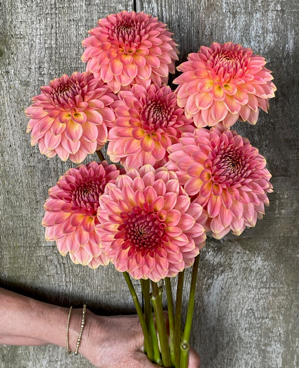 Dahlia 'KA’s® Morning's Dew' - rooted cutting