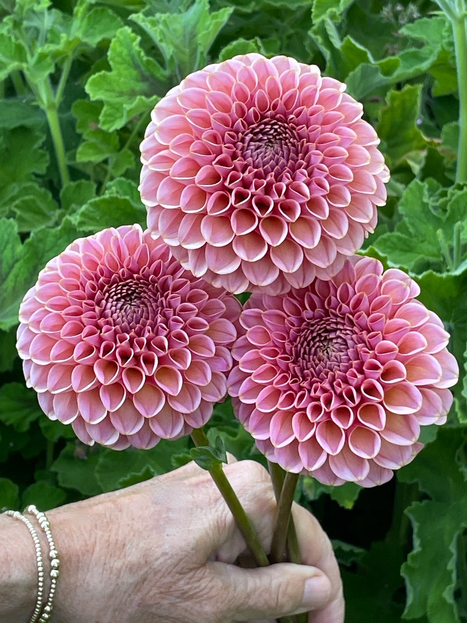 Dahlia 'KA’s® Boho Rose' - rooted cutting