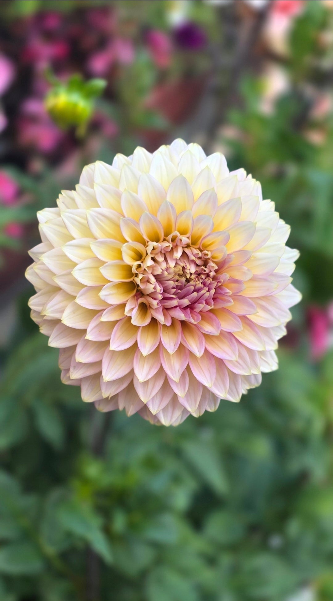 Dahlia 'Bloomquist Mojo - rooted cutting