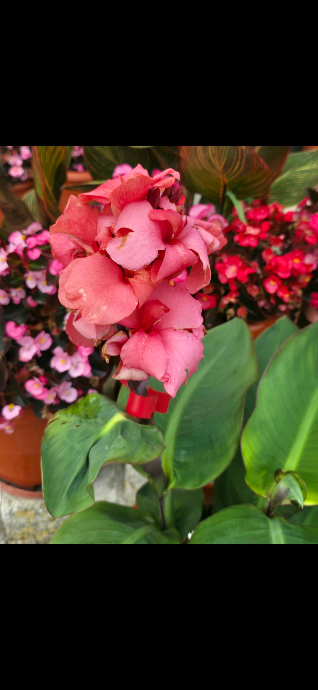 Canna 'Opulance'