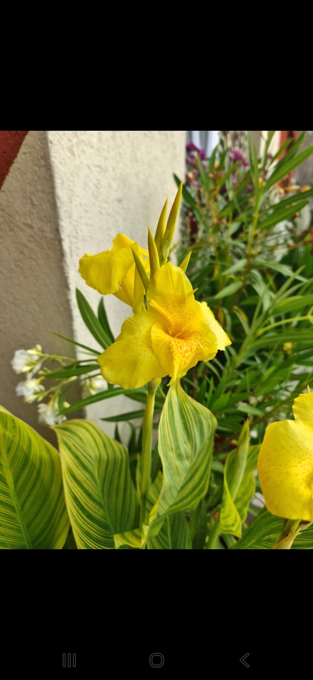 Canna 'Yellow tiger'