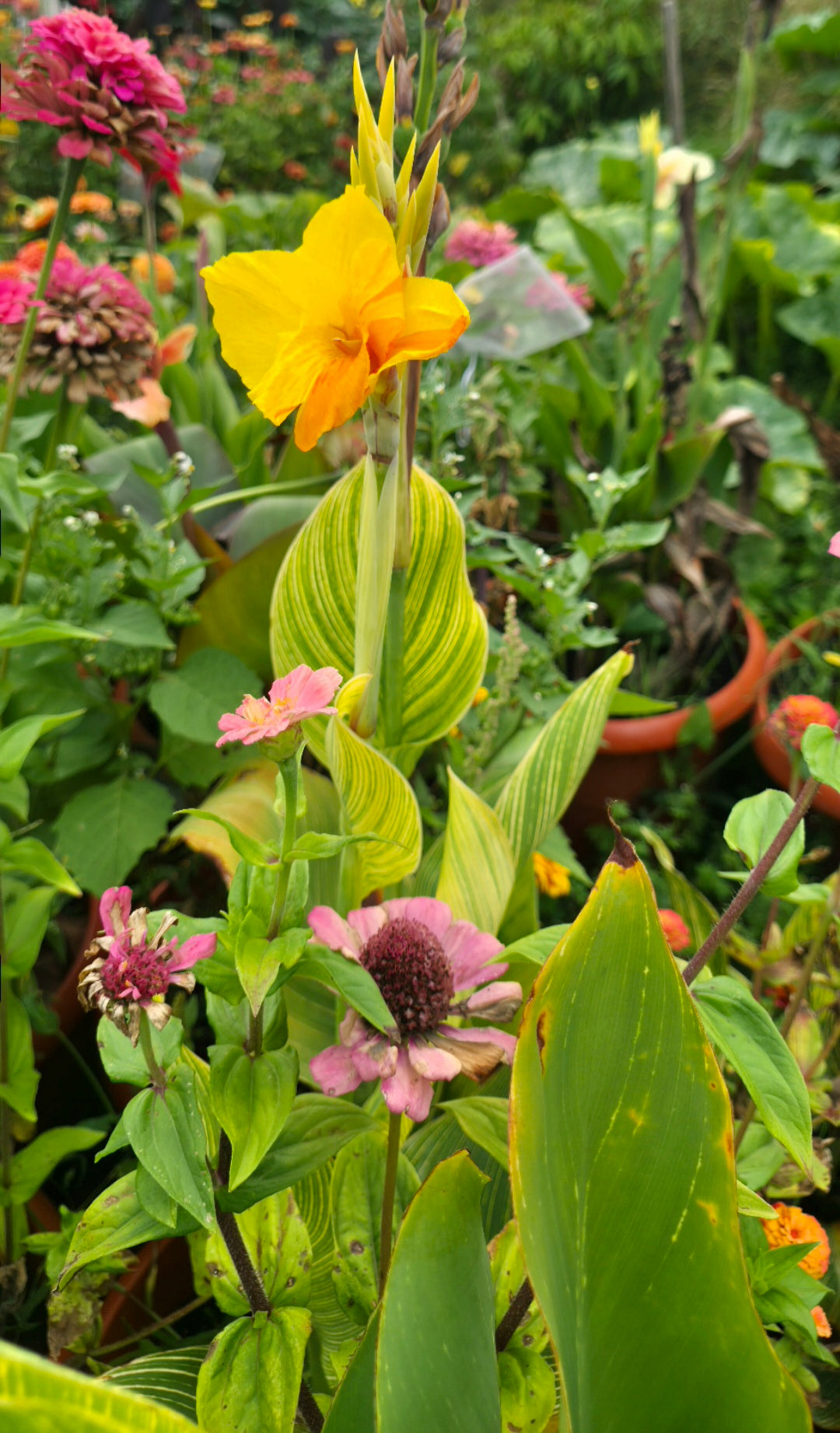Canna 'Two Tone tiger Thai'