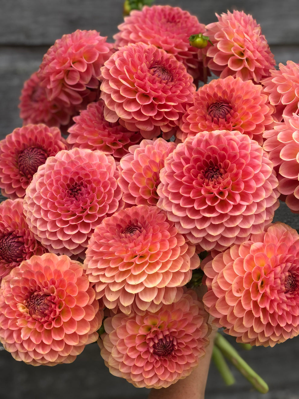 Dahlia '20th Ave Softer Peach' - rooted cutting