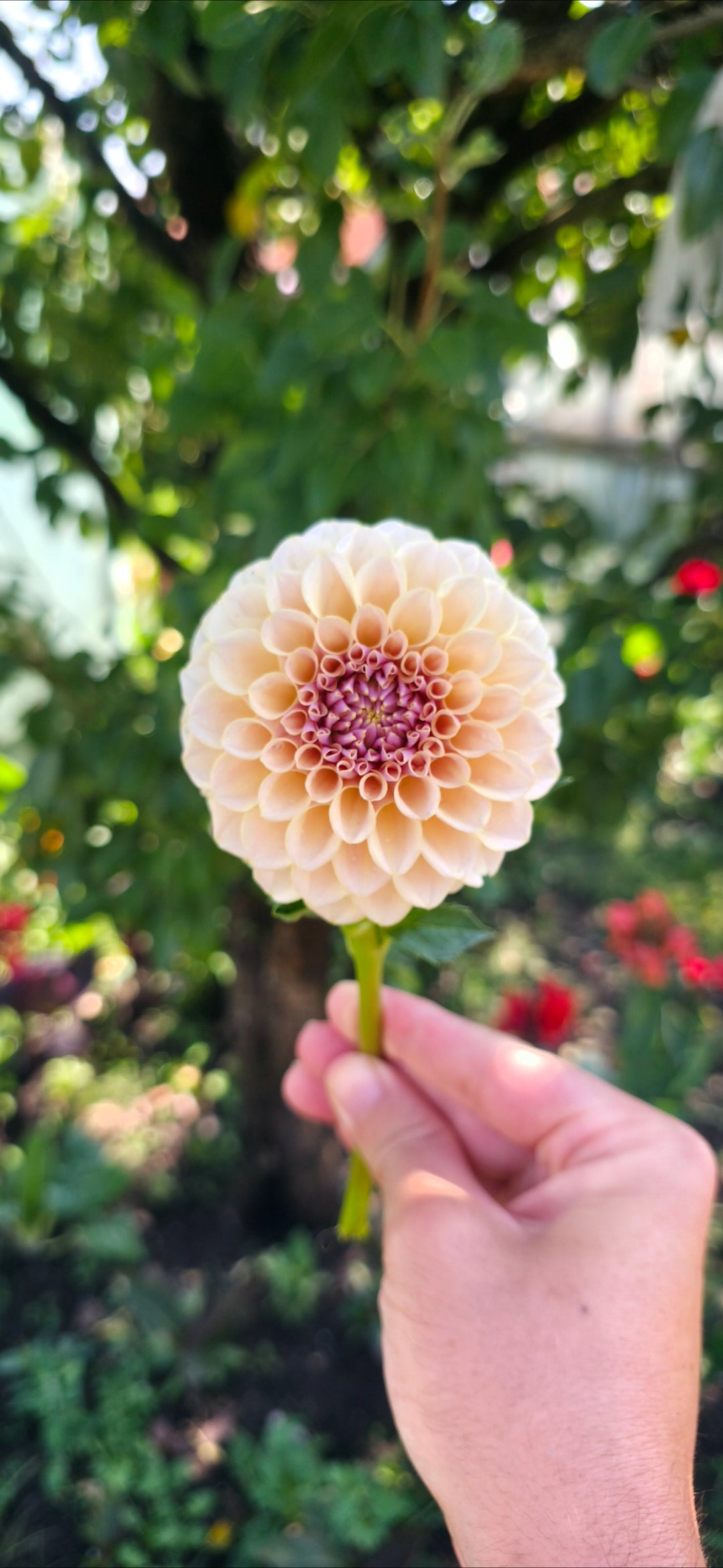 Dahlia 'KA’s® Cinder Rose' - rooted cutting