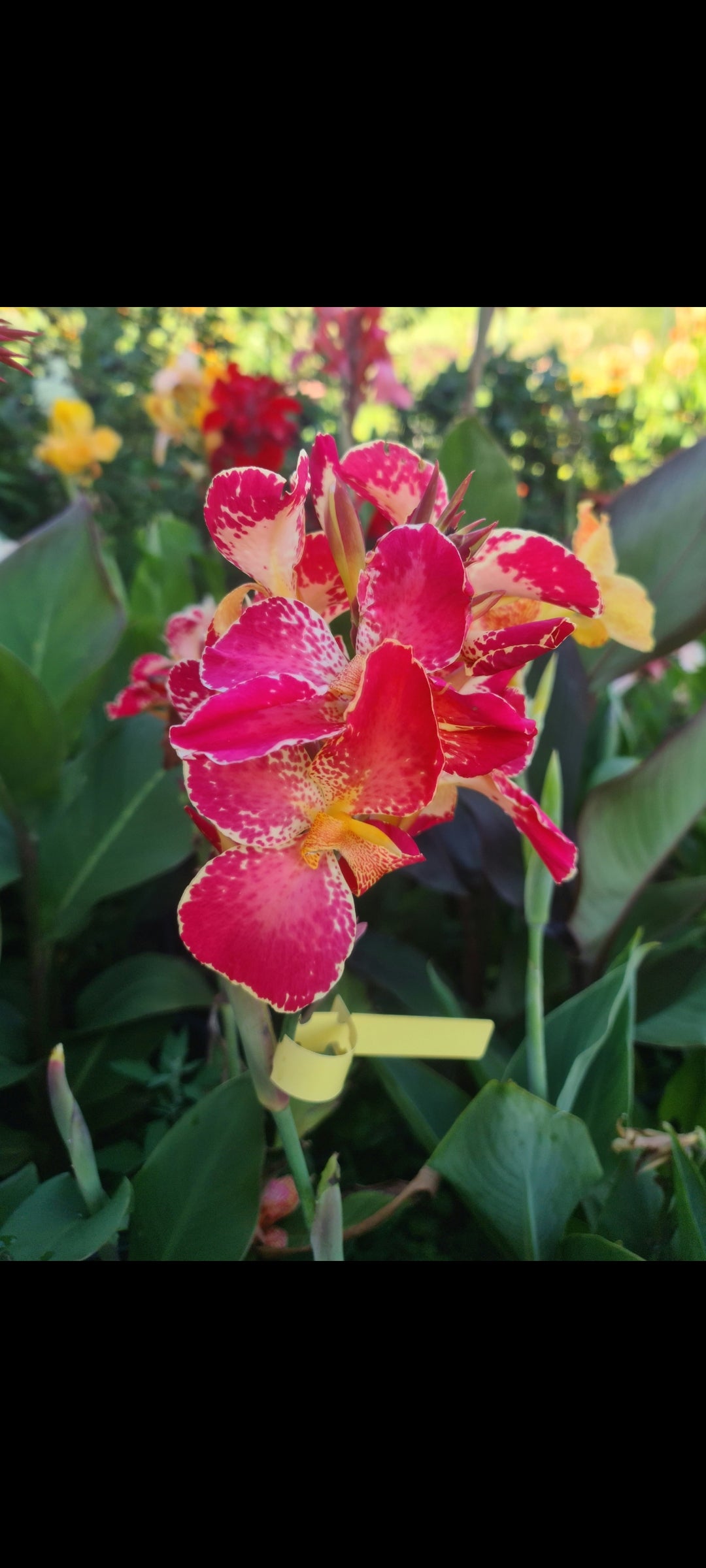Canna 'Bella'