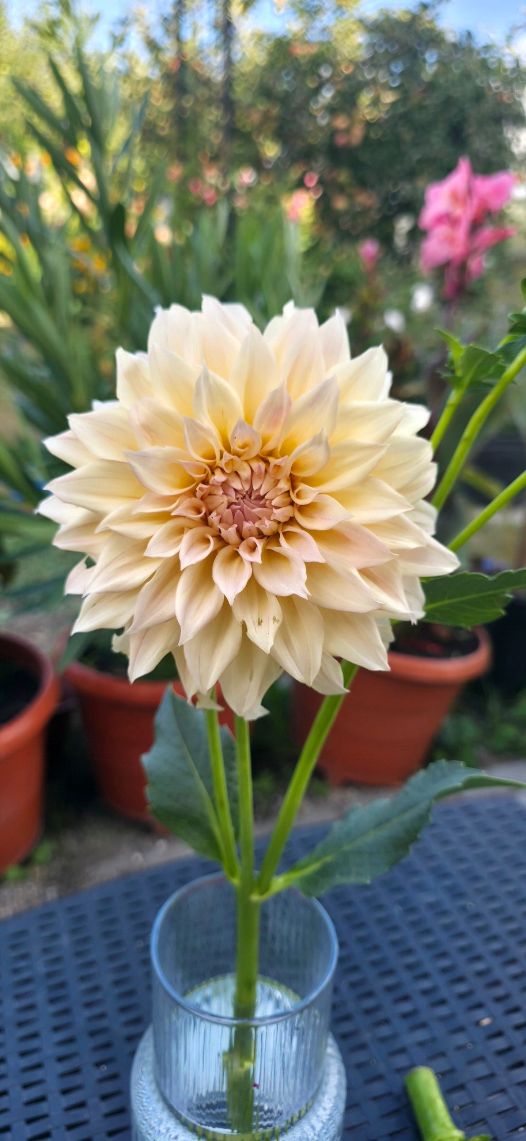 Dahlia 'KA’s® Mocha Maya' - rooted cutting