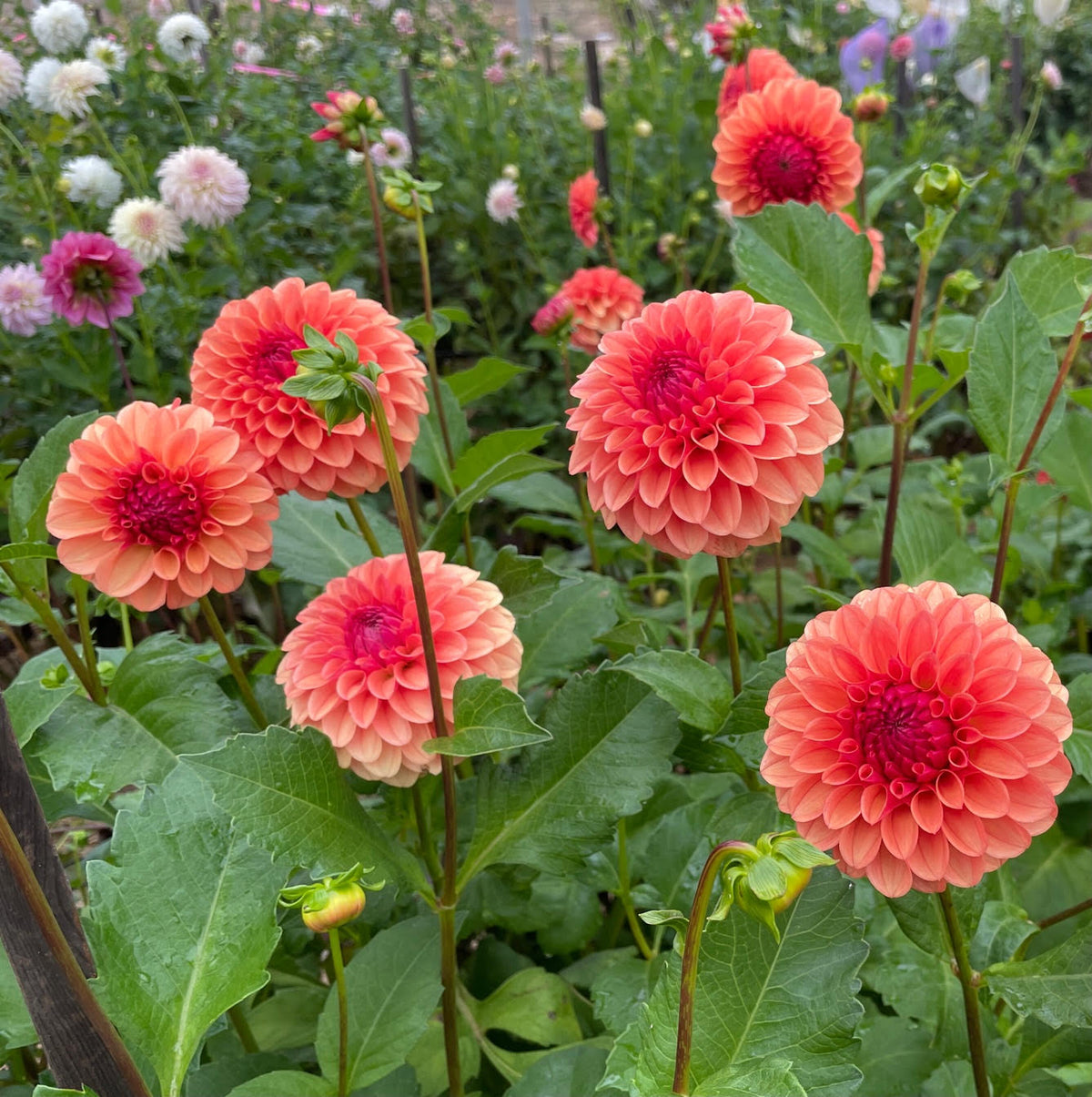 Dahlia 'KA’s® Blood Orange' - rooted cutting