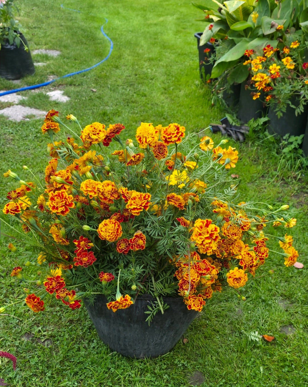 Marigolds 'Sparkler' - 50 semena
