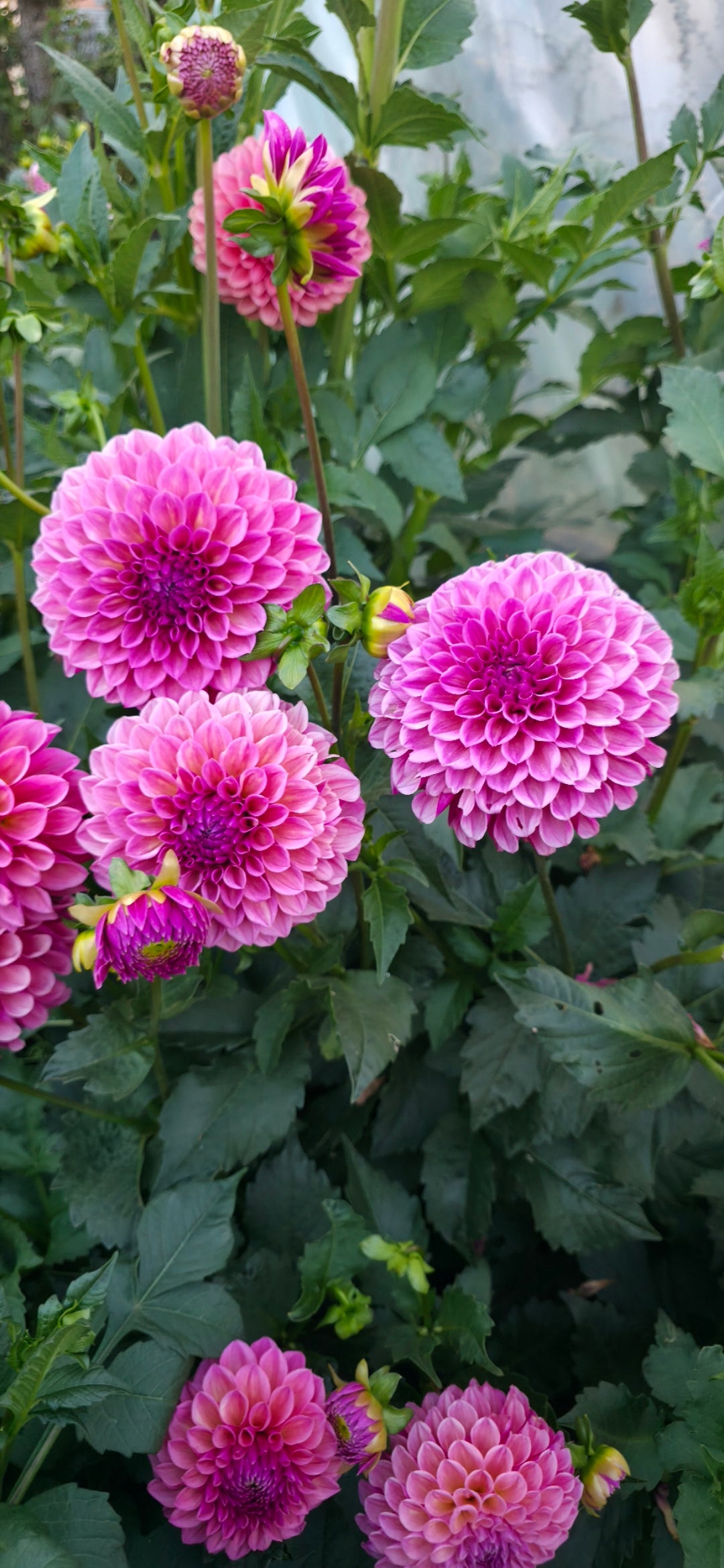 Dahlia 'RM Berry Kiss' - rooted cutting