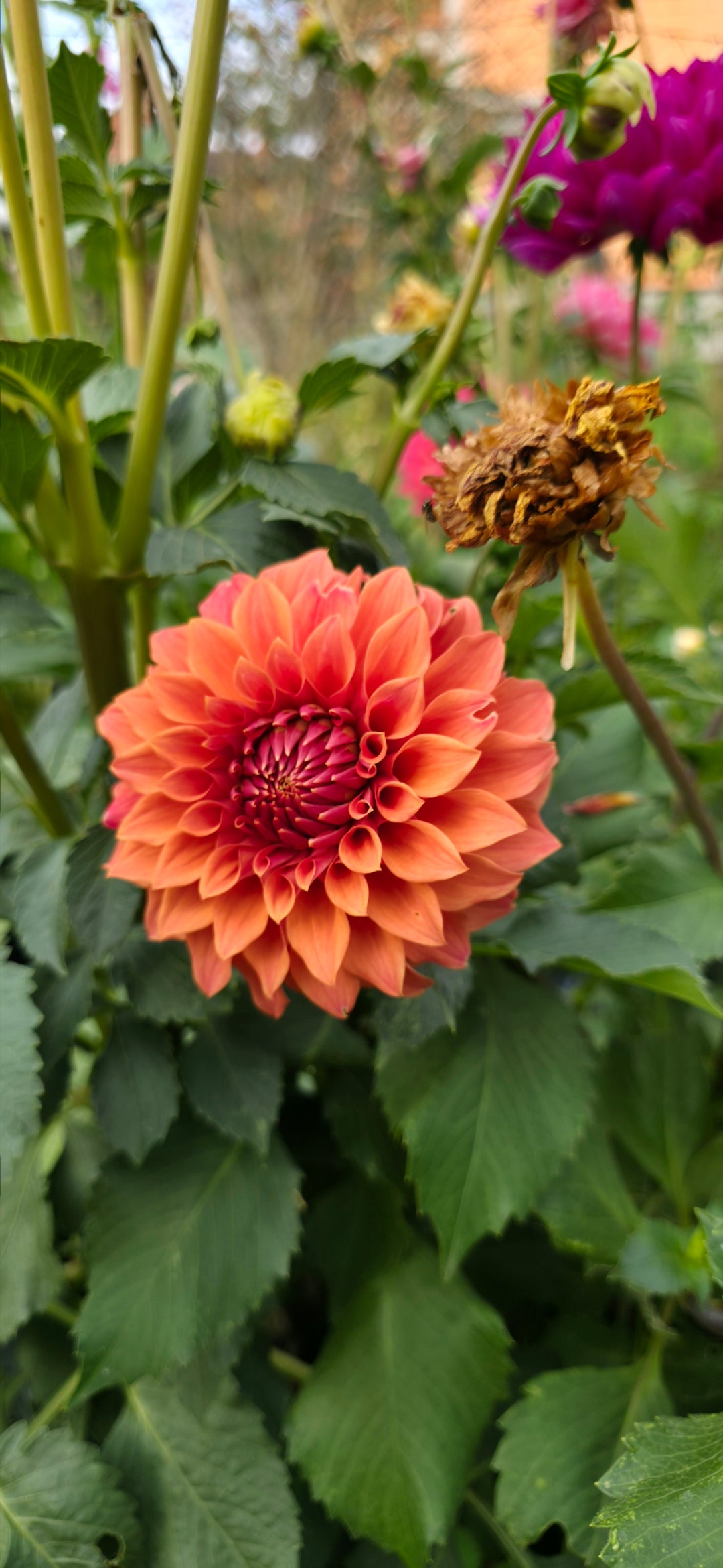 Dahlia 'Hy Patty' - rooted cutting