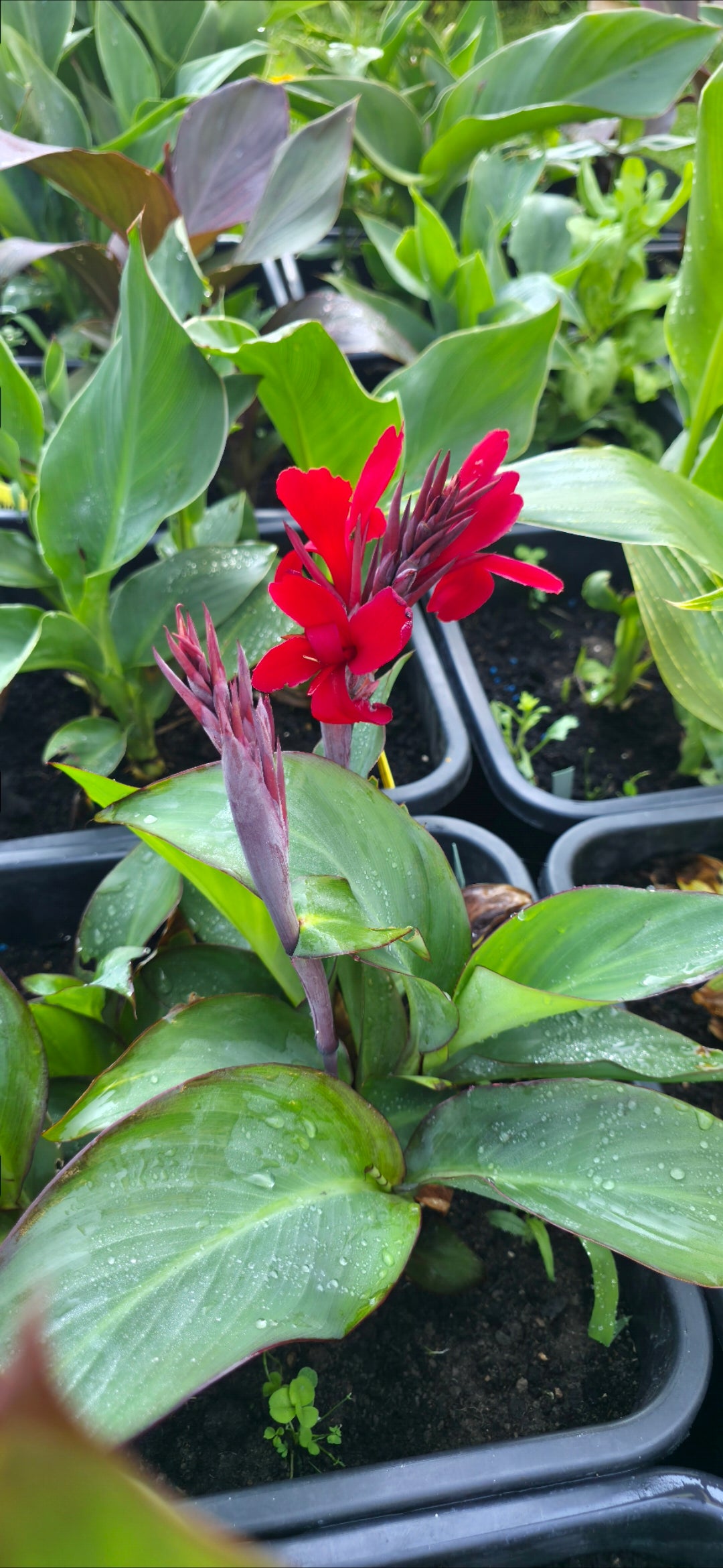 Canna 'Blood moon'