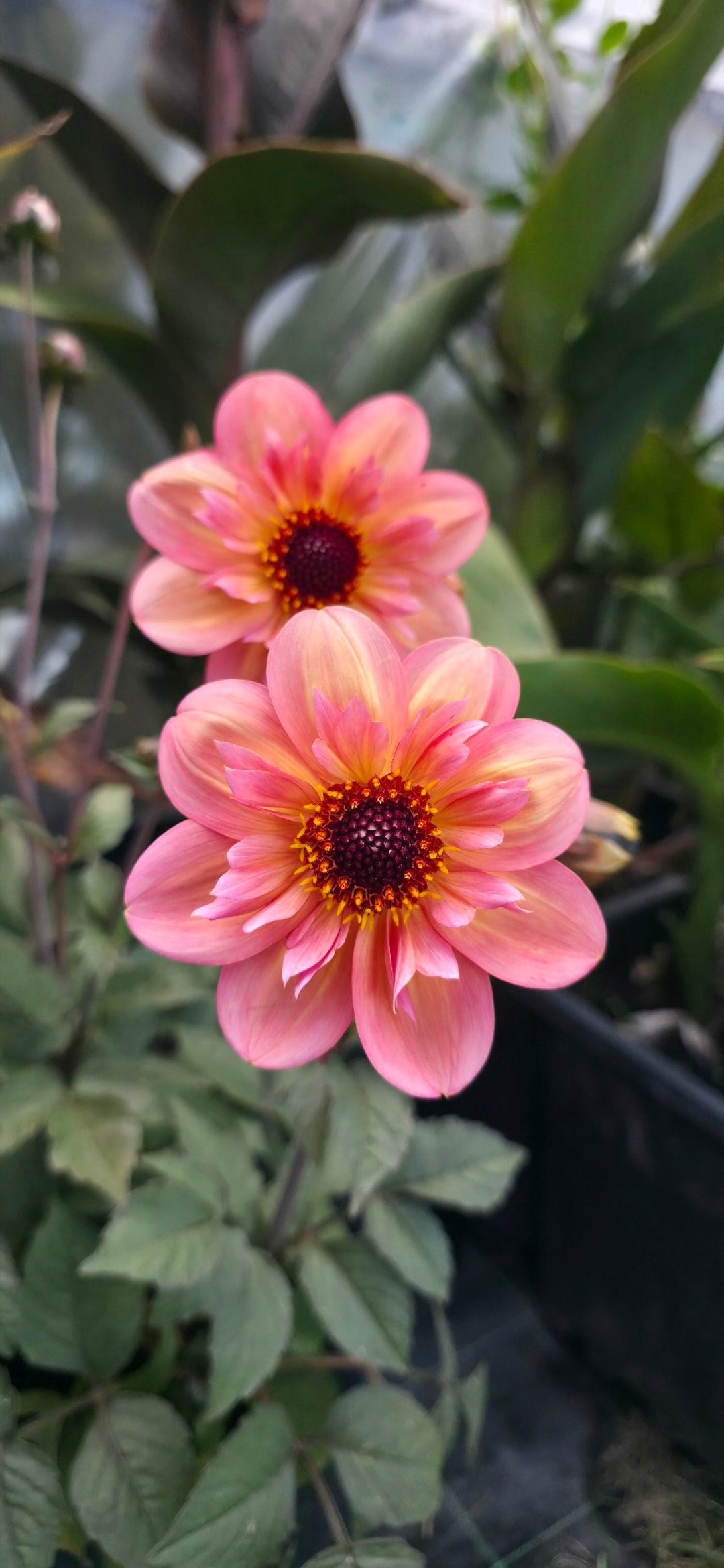 Dahlia collarette 'By So Obsessed' - rooted cutting