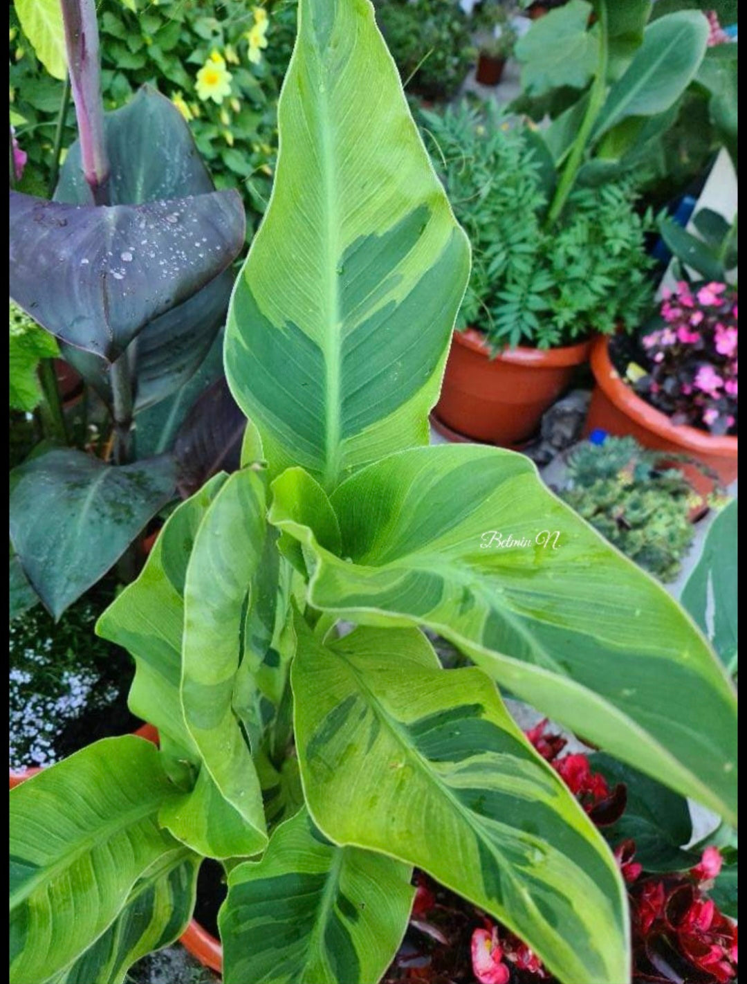 Canna 'Wolfsong'