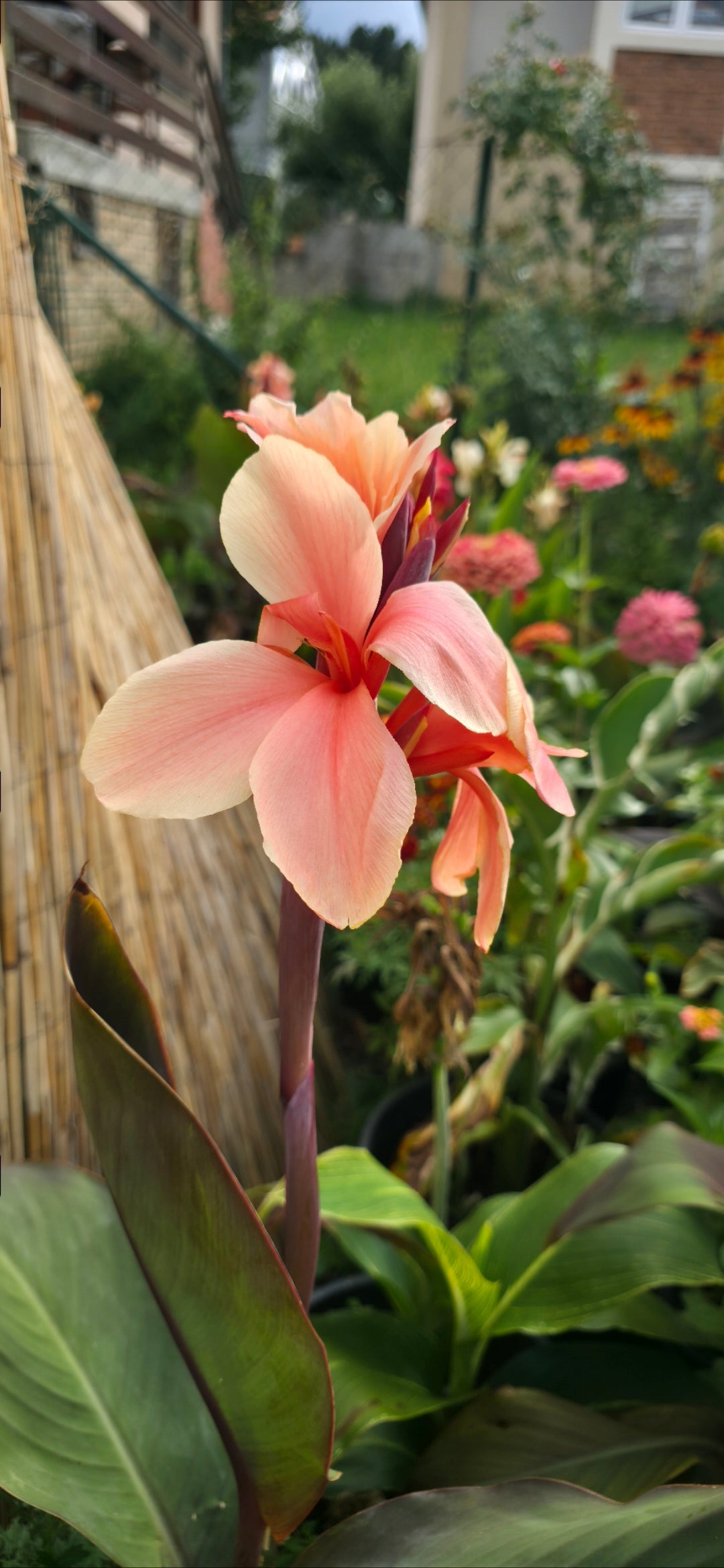Canna 'Emilia'
