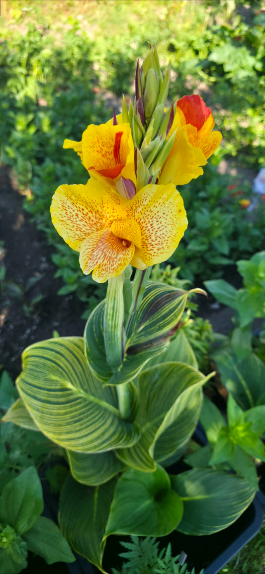 Canna 'Cleopatra tiger'