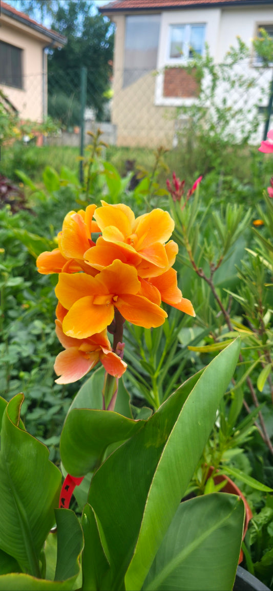 Canna 'Amber'