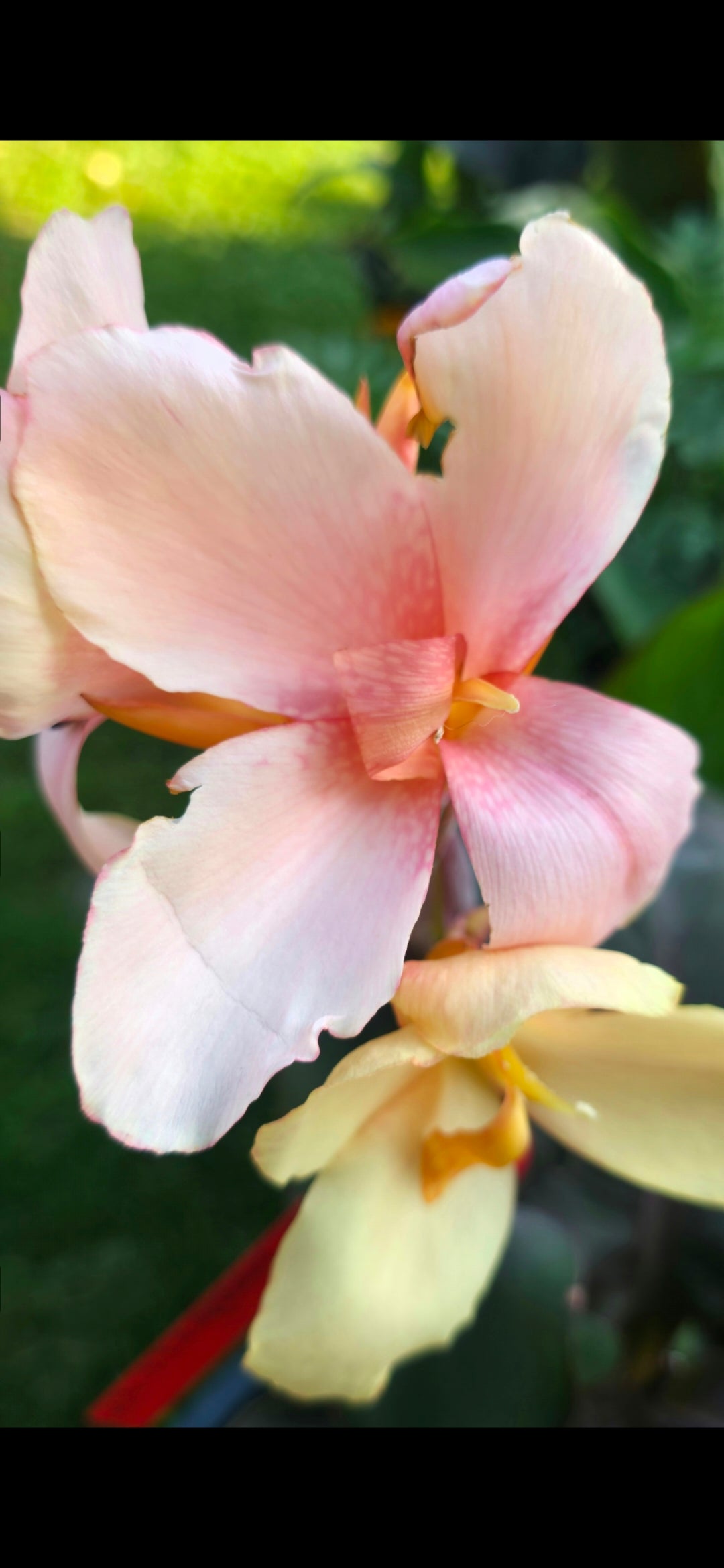 Canna 'Helena'