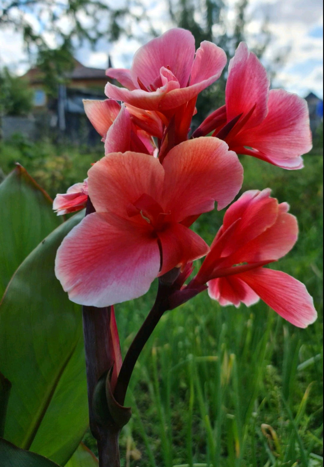 Canna 'Strawberry Delight'