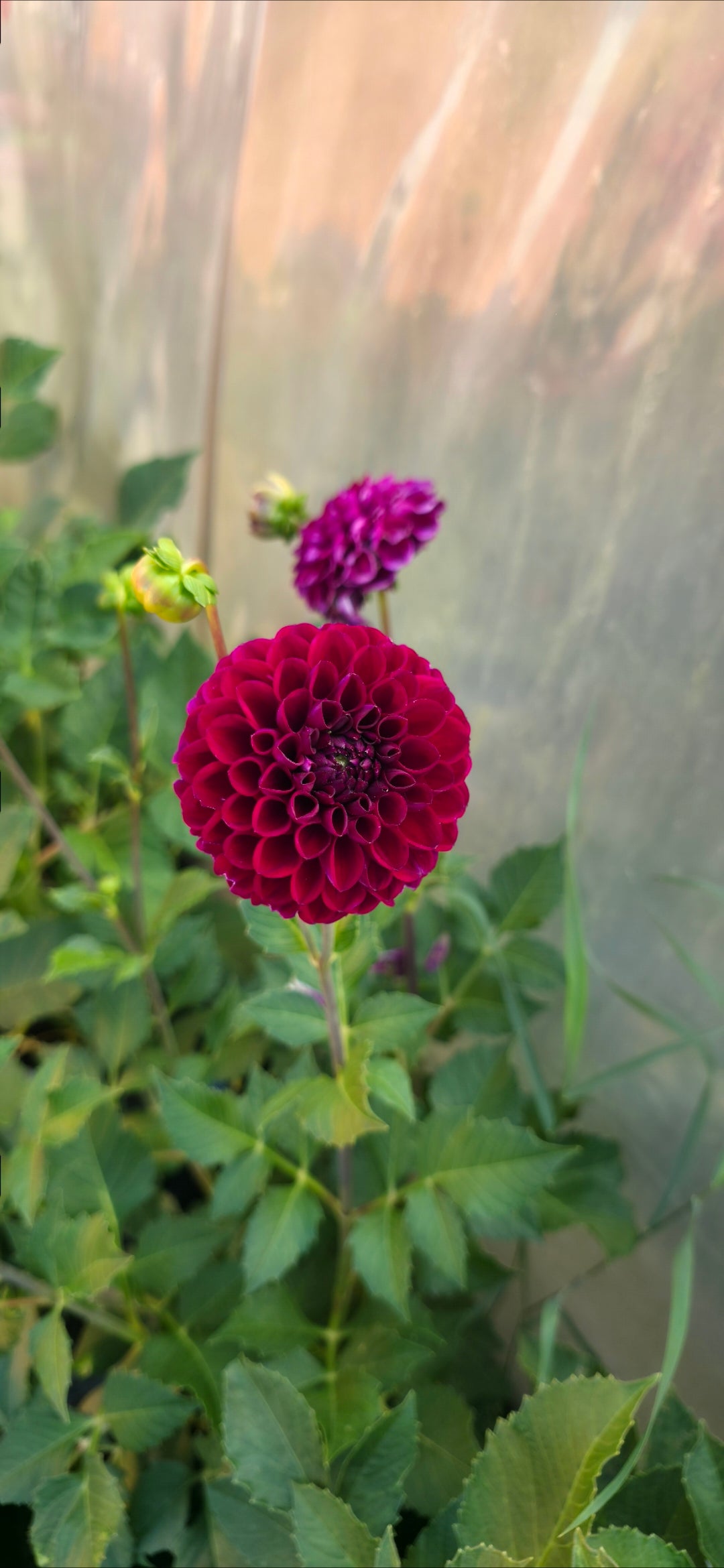 Dahlia 'Ivanetti' - tuber