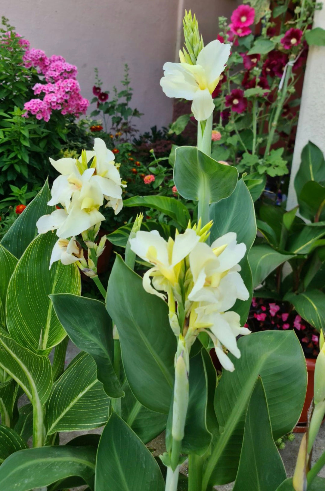 Canna 'Ermine'