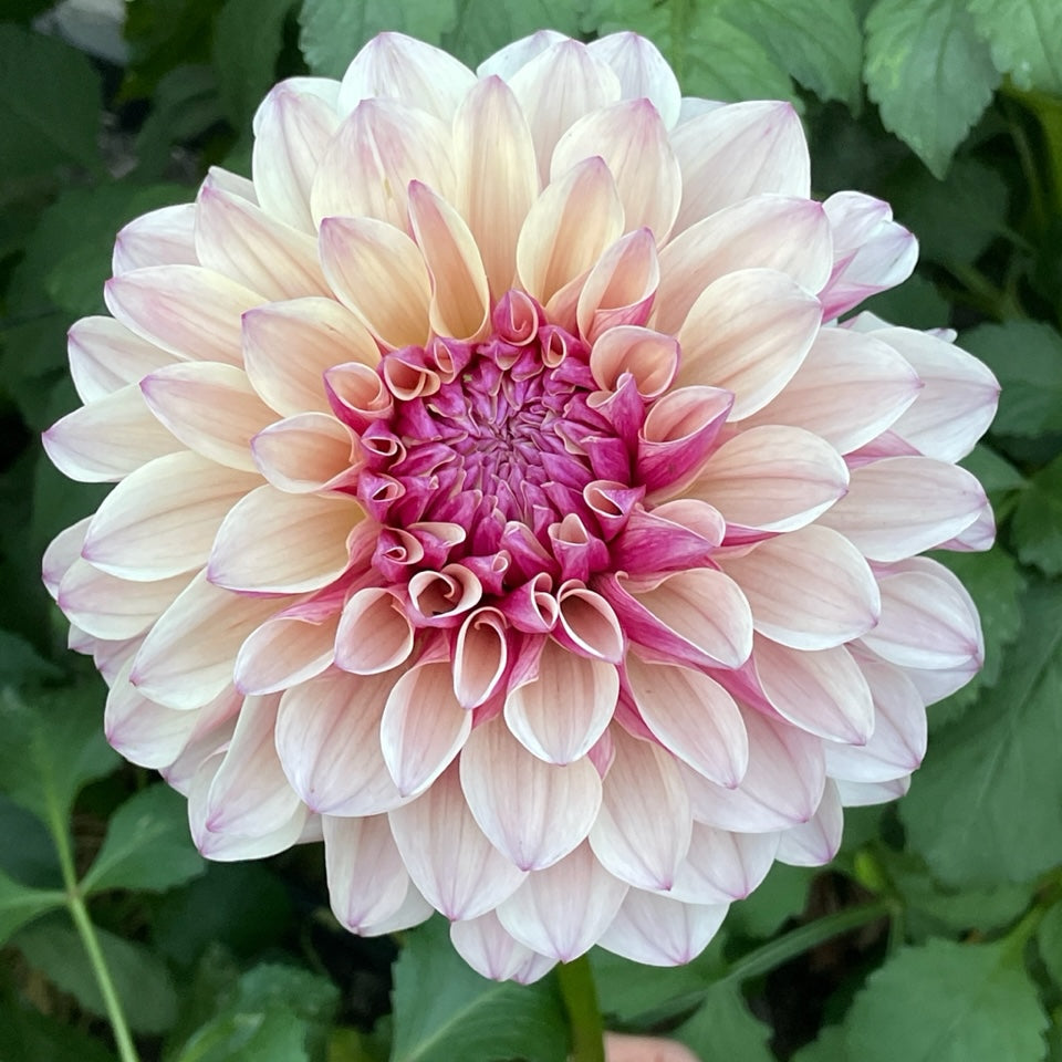 Dahlia 'KA’s® Penny Lane' - rooted cutting