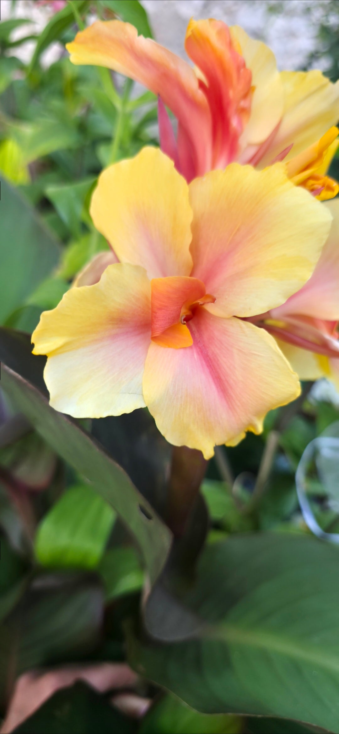 Canna 'Zo-Ja'