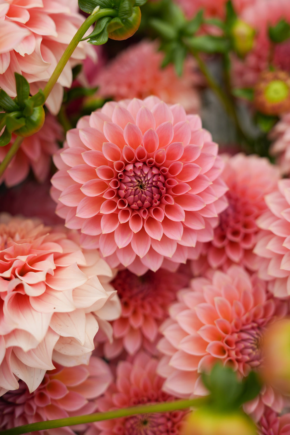 Dahlia 'RM Lure' - rooted cutting