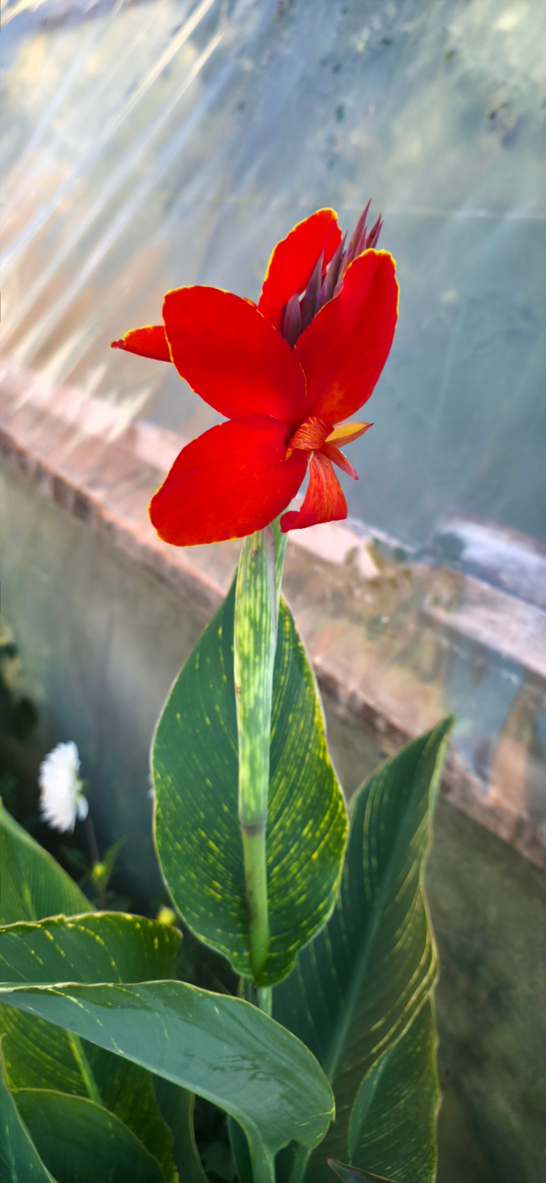 Canna 'Red Yellow tiger'