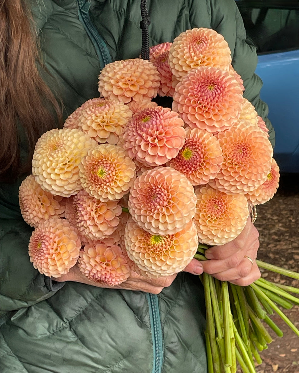 Dahlia 'KA’s® Honeycomb' - rooted cutting