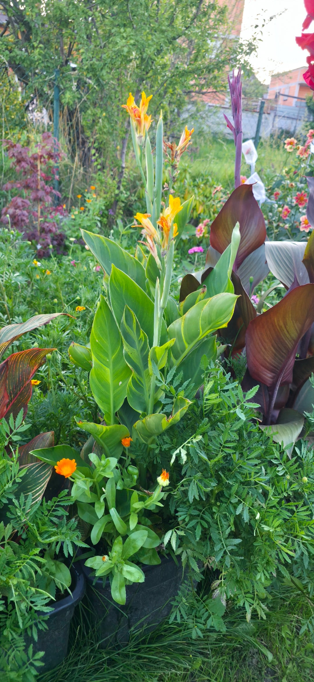 Canna 'Leigh Sunset'
