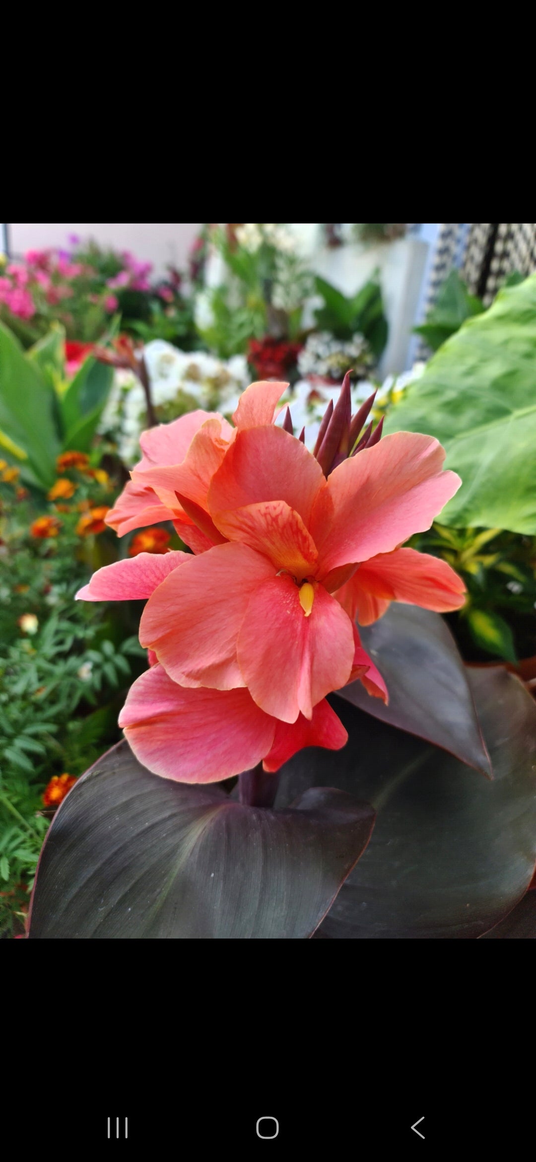 Canna 'Zoya'