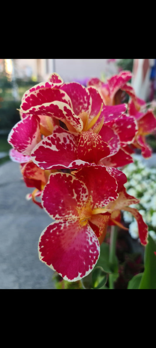 Canna 'Bella'