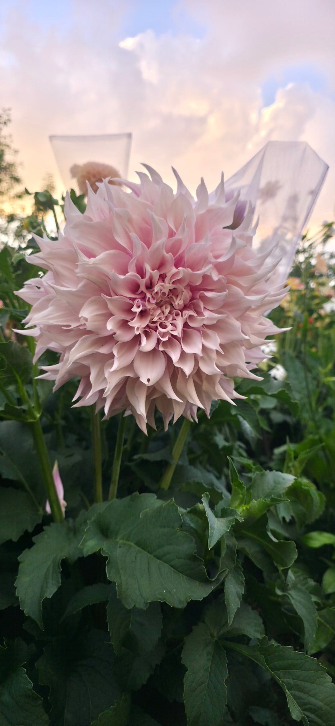Dahlia 'KA’s® Lavander Blush' - rooted cutting