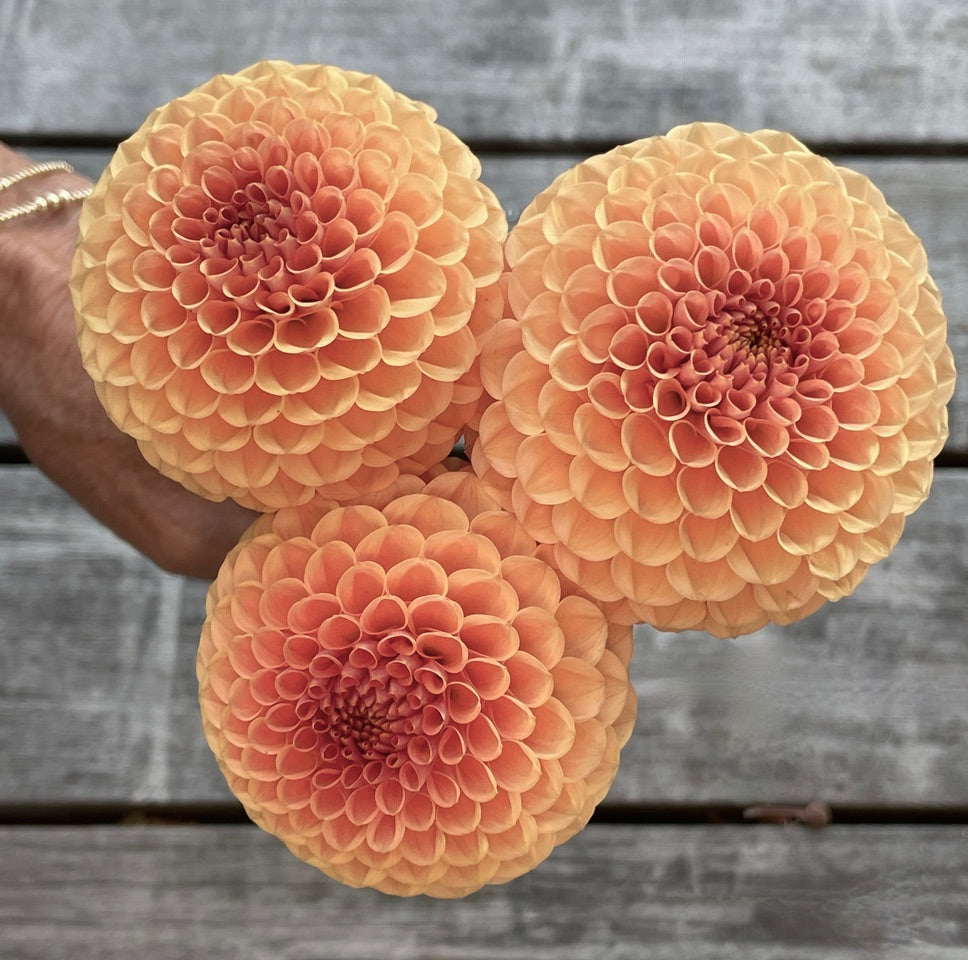 Dahlia 'KA’s® Sicilian Summer' - rooted cutting