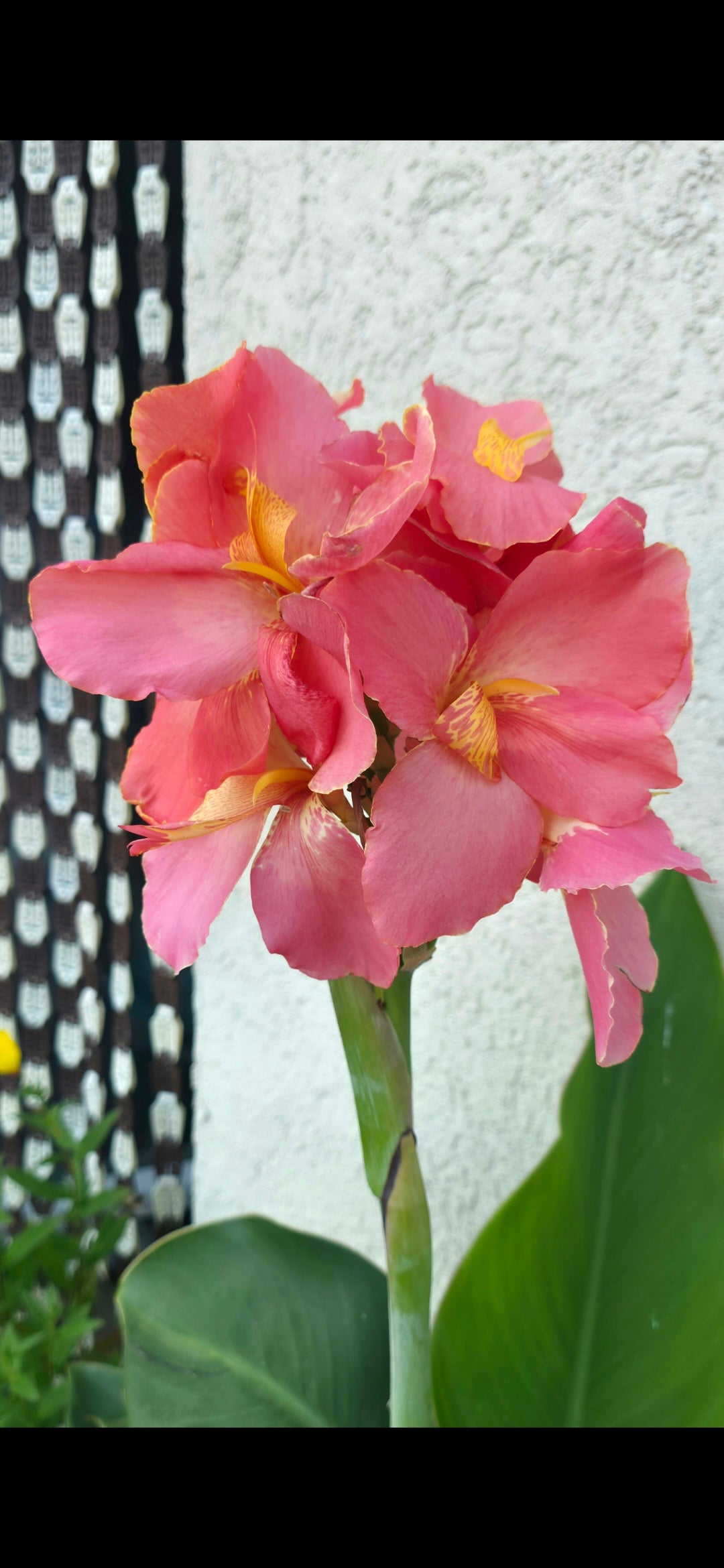 Canna 'Rose Quartz'