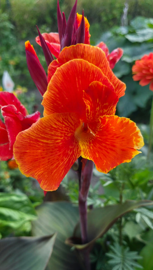 Canna 'Cardinal'