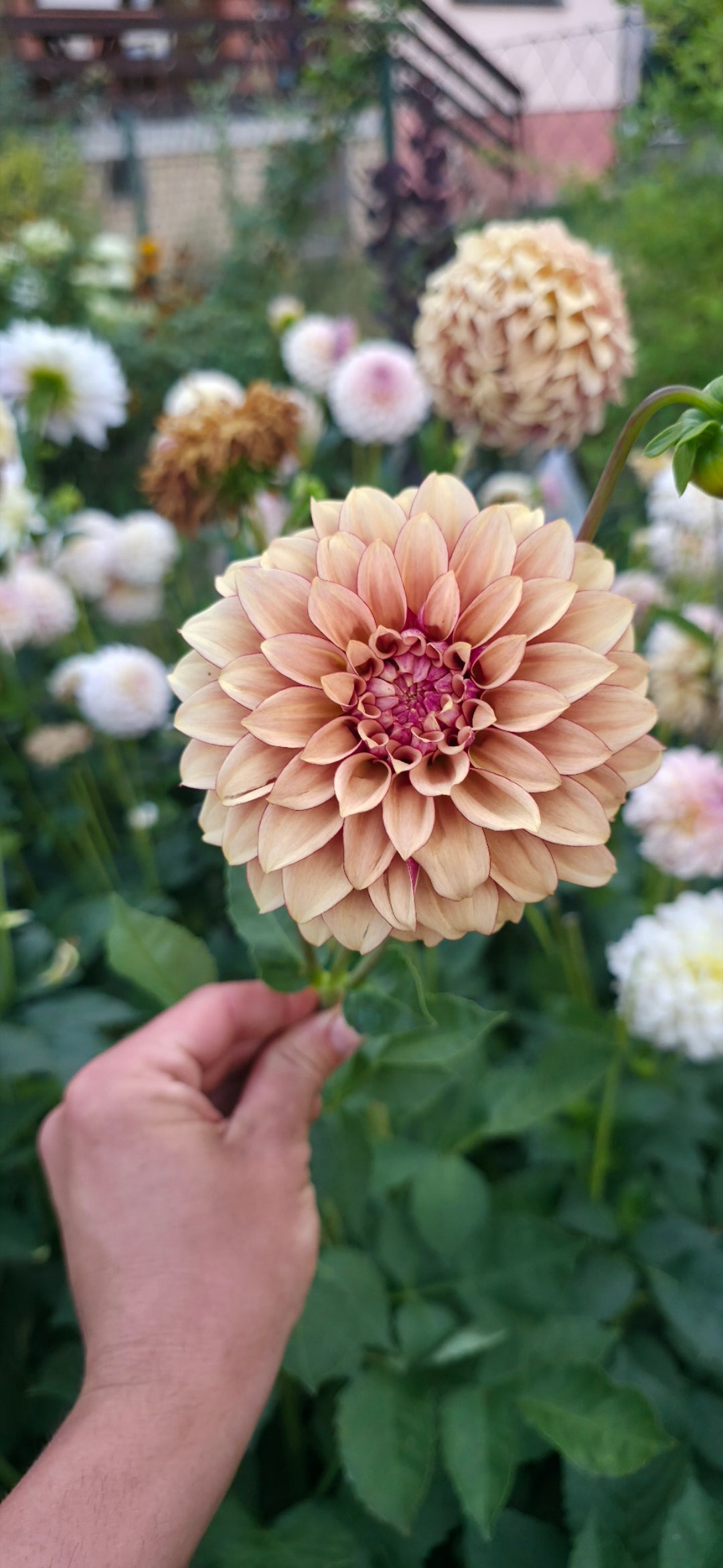 Dahlia 'KA’s® Creme Brûlée' - rooted cutting