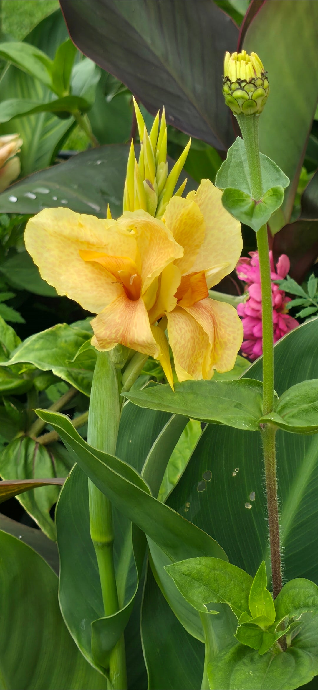 Canna 'Chou Chou'