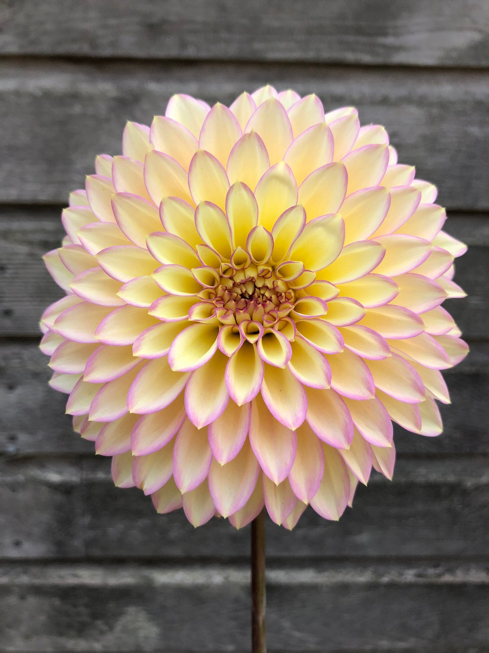 Dahlia 'Bloomquist Blush' - rooted cutting