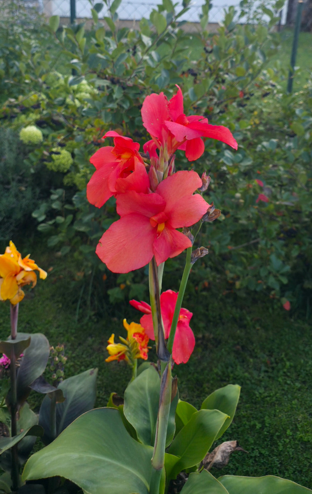 Canna 'Miss Oklahoma'