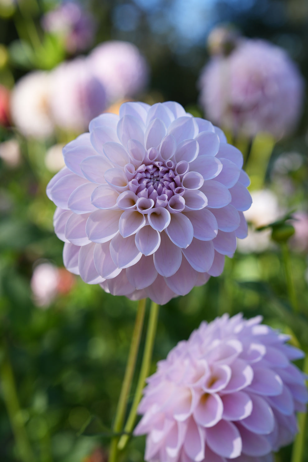 Dahlia 'RM Hannah Joe' - rooted cutting