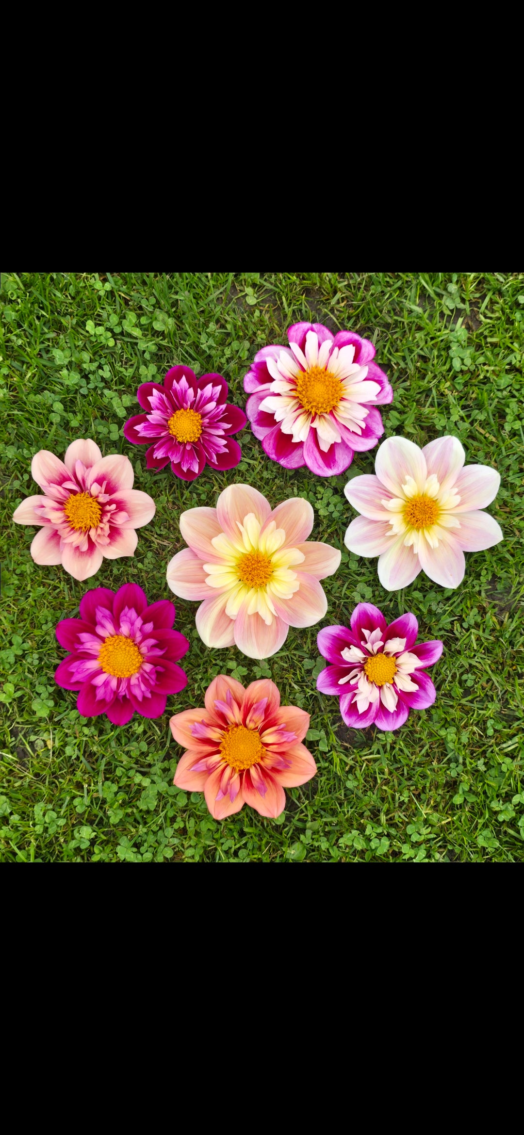 Dahlia collarette 'April Heather' - rooted cutting